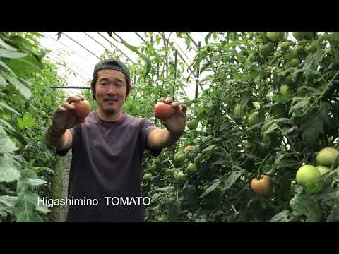 ひがしみのトマト産地紹介