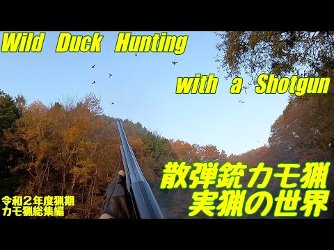 令和2年度 散弾銃カモ猟 総集編 Wild Duck Hunting with a Shotgun