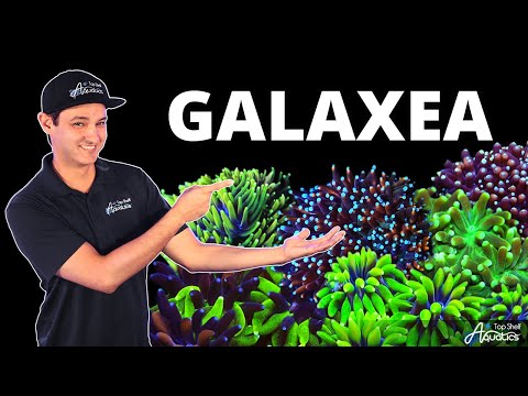 Top Shelf Aquatics' Coral Care Series - Galaxea