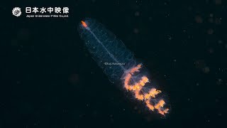 【水中映像】謎の生きもの（4K）/Mysterious creature /Underwater video. suitube7!