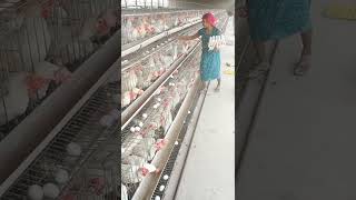 egg collect by murgi farm | #poultry #layerbird#satendra sing