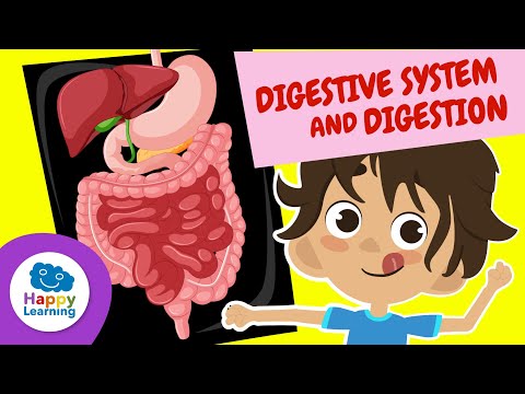 DIGESTIVE SYSTEM | Educational Videos for Children