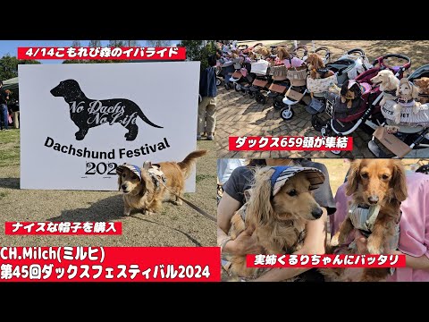 第45回ダックスフンドフェスティバル2024 #カニンヘンダックス  #ダックスフンド  #子犬  #ミニチュアダックス  #犬のいる暮らし #ペット動画  #dog  　　#ダックスフェスティバル