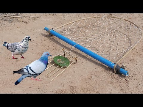 DIY Deep Fall Pigeon Bird Trap Using Net That Work 100% By Men