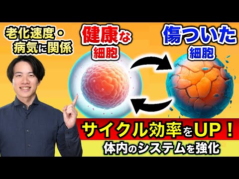 【 細胞のサイクル効率をUP！】肌の透明感 と 日々の疲労回復法：オートファジー