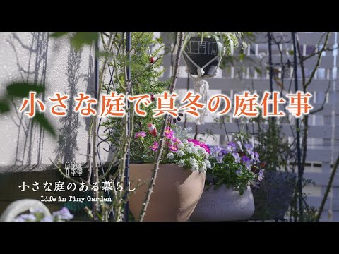 ガーデニング ｜小さな庭で真冬の庭仕事（前編）｜薔薇の葉っぱ取り｜ 〜小さな庭のある暮らし#103〜Gardening ｜ Life in a tiny garden