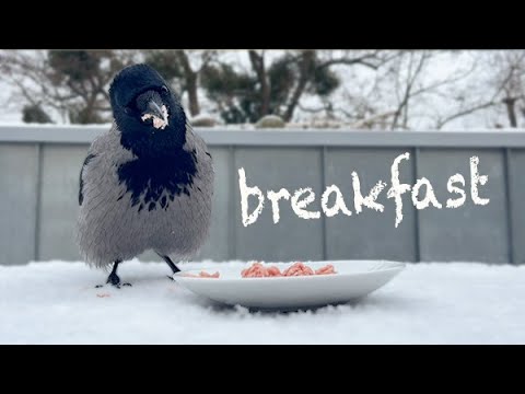 Crow Breakfast In The Snow (Story 68)