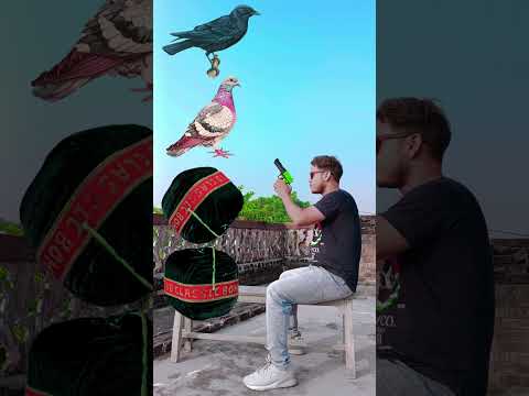 Diwali bomb to Crow 🐦‍⬛, Pigeon 🐦, parrot 🦜, picock||#shortsvideo #birds #shorts