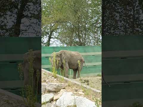 "Meet the Gentle Giants! 🐘 🐘 #Elephants #Wildlife #AnimalLovers