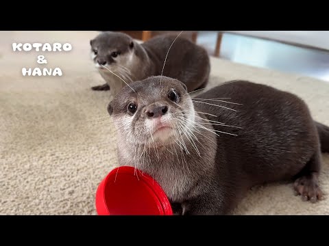 Gentleman Otter Turns Into Madman Otter