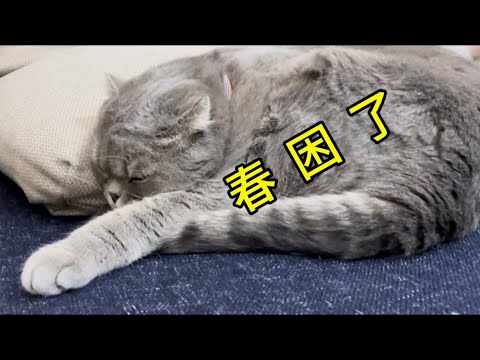 春困了#猫