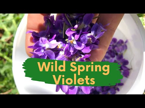 Wild Spring Violets