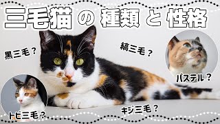 【三毛猫の特徴】三毛猫の模様は種類が豊富！｜毛色で分かる猫の性格