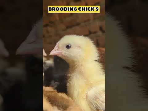 BROODING CHICK'S 🐥 #chicken #poultry #brooding #farming