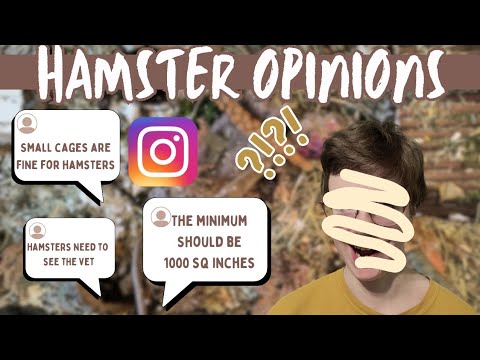 Reading Your UNPOPULAR Hamster Opinions ... 🐹🫣