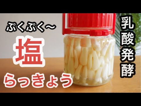 【塩らっきょうの作り方】らっきょう+発酵食のダブル健康効果