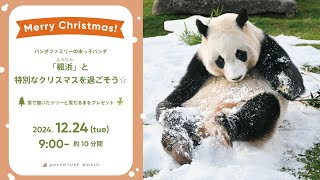 【アーカイブ配信】パンダファミリーの末っ子パンダ「楓浜（ふうひん）」と特別なクリスマスを過ごそう☆