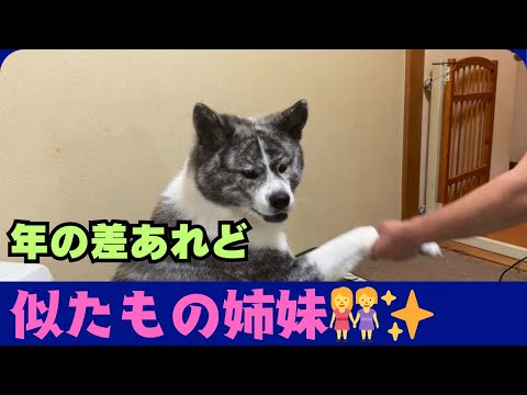 【秋田犬】何歳になっても構ってちゃん♪友情出演あり😄