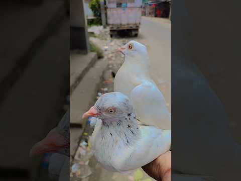 Madras vs Jiriya kabutor 🕊️ #kabutar#pigeon#shorts #trendingshorts#trending #shortvideo#youtube