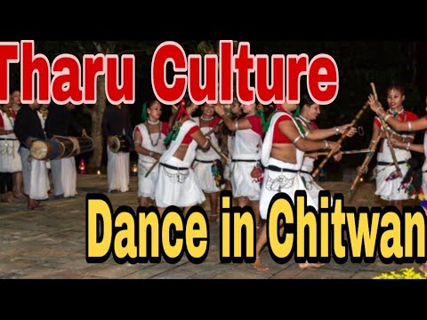 Tharu Cultural Dance _ in Saurah Chitwan Nepal _vlog by Prakash Sanjel.