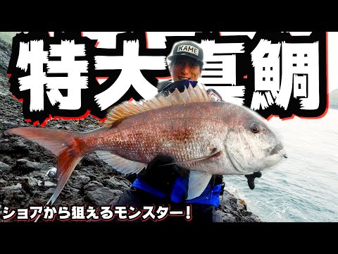 【神業】ショアから特大真鯛を釣る