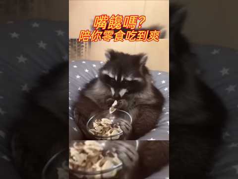 APT 嘴饞嗎?陪你零食吃到爽 #可愛 #短片 #萌系 #萌寵 #療癒 #可愛動物 #搞笑影片 #洗腦 #浣熊 #短視頻 #笑噴 #搞笑動物