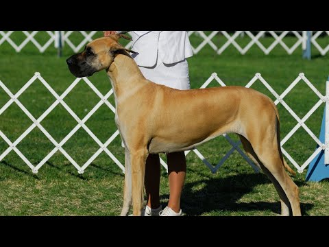 Great Dane and Canine Massage Techniques Soothing Strokes