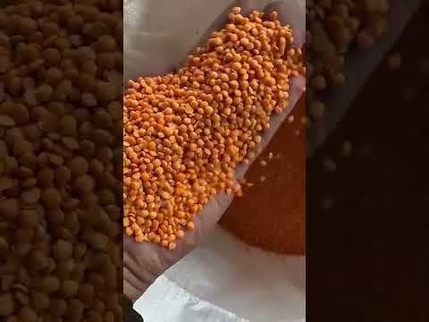 Whole Red Lentils Exporters