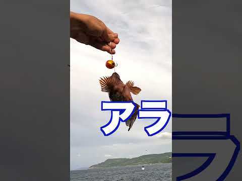 『ショアテンヤ』陸からテンヤは使えるの！？ある魚が爆釣した！？#shorts