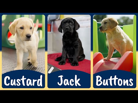 Meet our latest Sponsor a Puppy trainees: Custard, Jack and Buttons