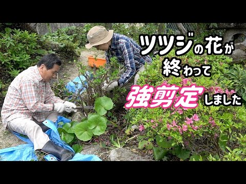 ツツジの花が終わって強剪定しました