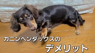 一番小さいダックスフンド、カニンヘンダックスを飼ってデメリットと思ったこと5選※我が家の場合