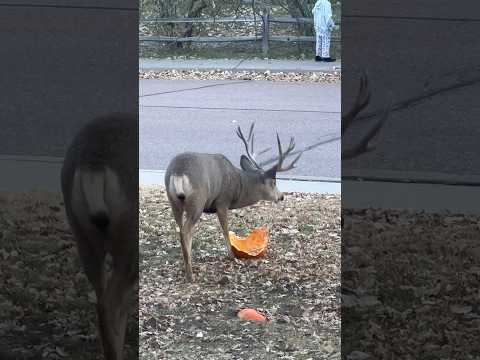 Deer 🦌 vs Pumkin 🎃 #halloween #deer #funny #nature #shorts #pumkin #shortsyoutube