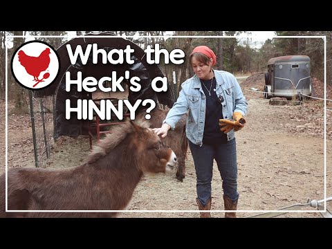 What the Heck's a HINNY? | Finale Giveaway | Channel Schedule Update