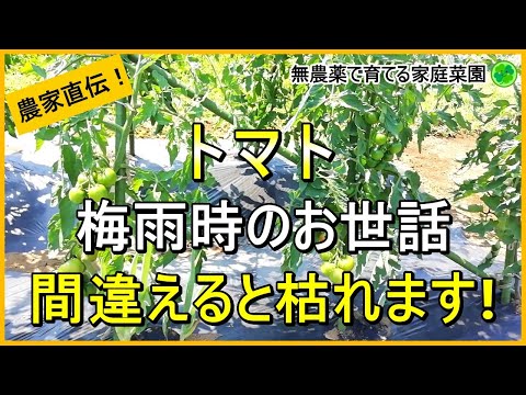 【トマト栽培】病気になりにくい梅雨時の脇芽かき・下葉かき・追肥のコツ【有機農家直伝！無農薬で育てる家庭菜園】　24/6/20