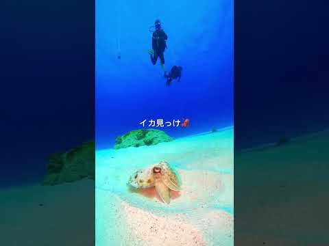 隠れていたイカ見っけ🦑#shorts