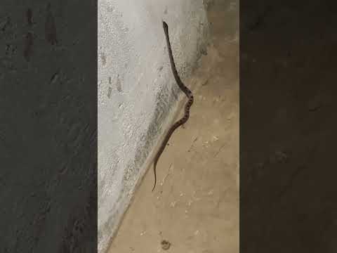 सबसे जहरीला साँप 🐍, snake 🐍 video #shorts #youtubeshorts