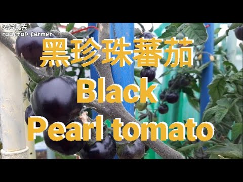 黑珍珠蕃茄 Black Pearl tomato