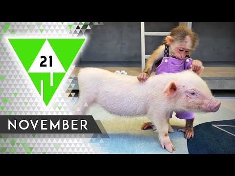 WIN Compilation NOVEMBER 2021 Edition | Best videos of the month October