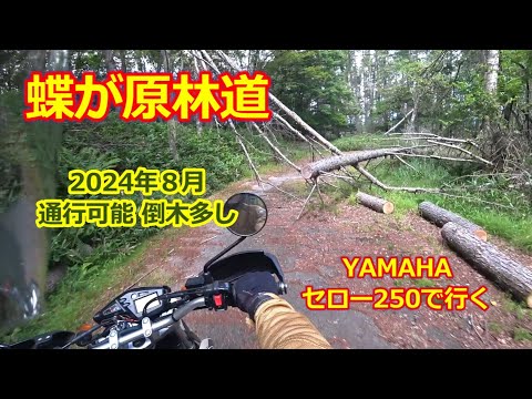 蝶が原林道 2024【セロー250】県道62号～美ヶ原公園沖線・武石峠側から北上のルート【モトブログ】