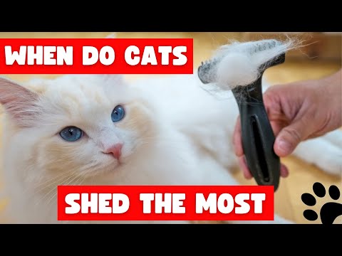 When Do Cats Shed the Most?