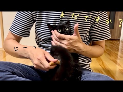 ブラッシングを終えてほしくて目で訴えかける黒猫