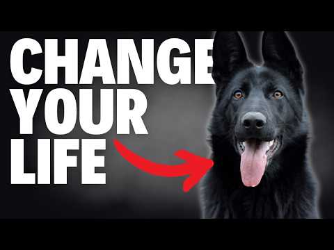 6 AMAZING Ways German Shepherds Will Change Your Life