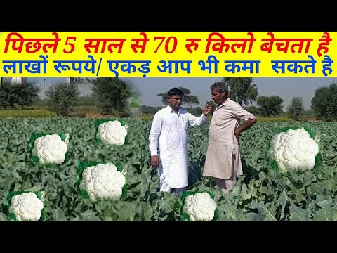 गोभी खेती से लाखों की कमाई, बेचे 70 रु किलो गोभी , gobhi ki kheti kaise karen // Cauliflower farming