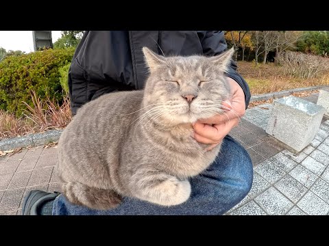 A fat cat that looks like a raccoon sits comfortably on a human's lap