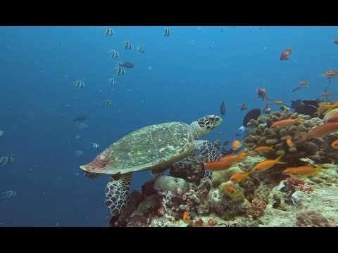 CORAL REEFS OF THE MALDIVES, RAA ATOLL   SEPTEMBER 24