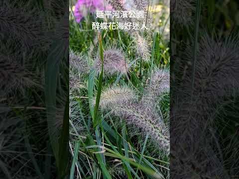 延平河濱公園醉蝶花海好迷人