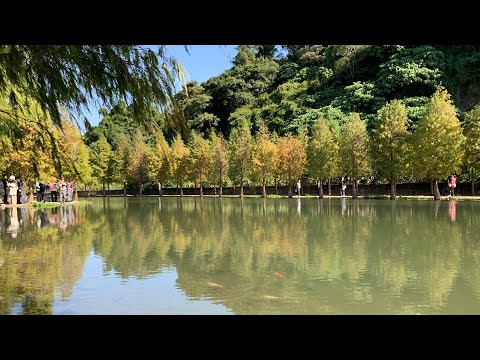 落羽松秘境，桃園大溪月眉人工濕地，李騰芳古宅