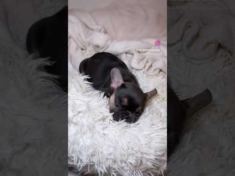 French Bulldog Puppy Love | Frenchie Trekker TV #Shorts #Dog