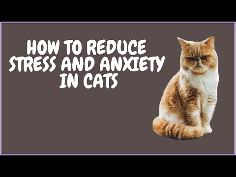 How To Reduce Stress And Anxiety In Cats